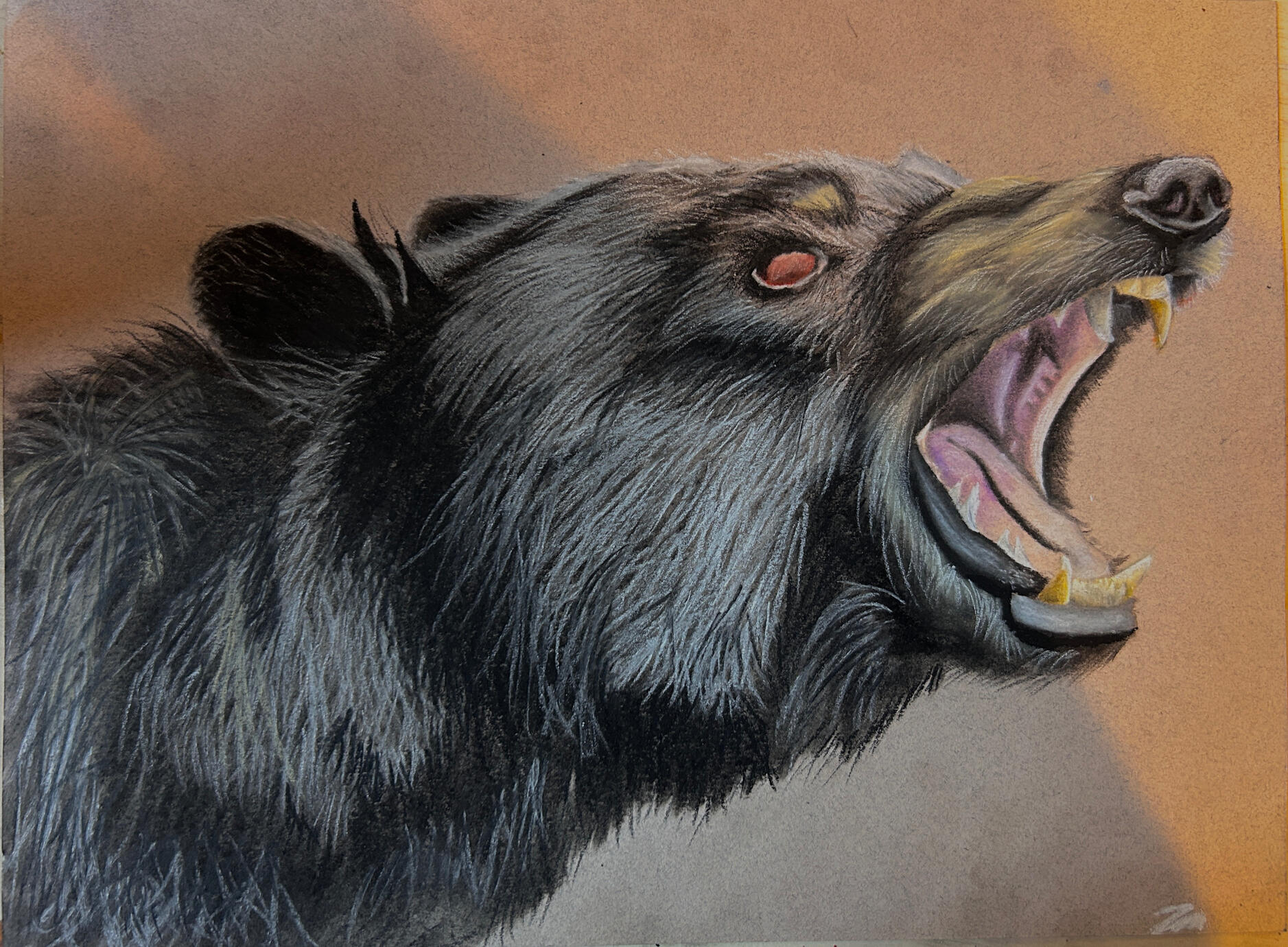 black bear trouble
